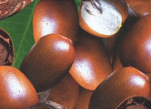 Shea Butter Facts:
