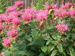 Serenity Body Oil (1 oz)