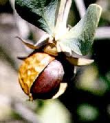 2-in-1 Shampoo & Body Wash