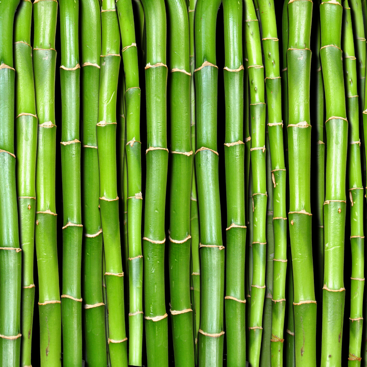 Bamboo might be thought of as an environmental healer.